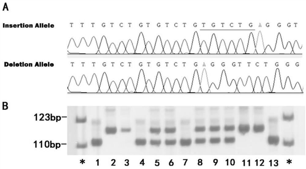 Molecular marker and kit for predicting sudden cardiac death based on METTL16 gene polymorphic site