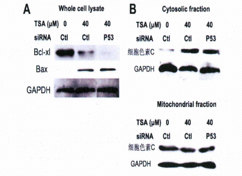 Application of tanshinone IIA in preparation of medicament for treating p53 mutational or deficient tumor