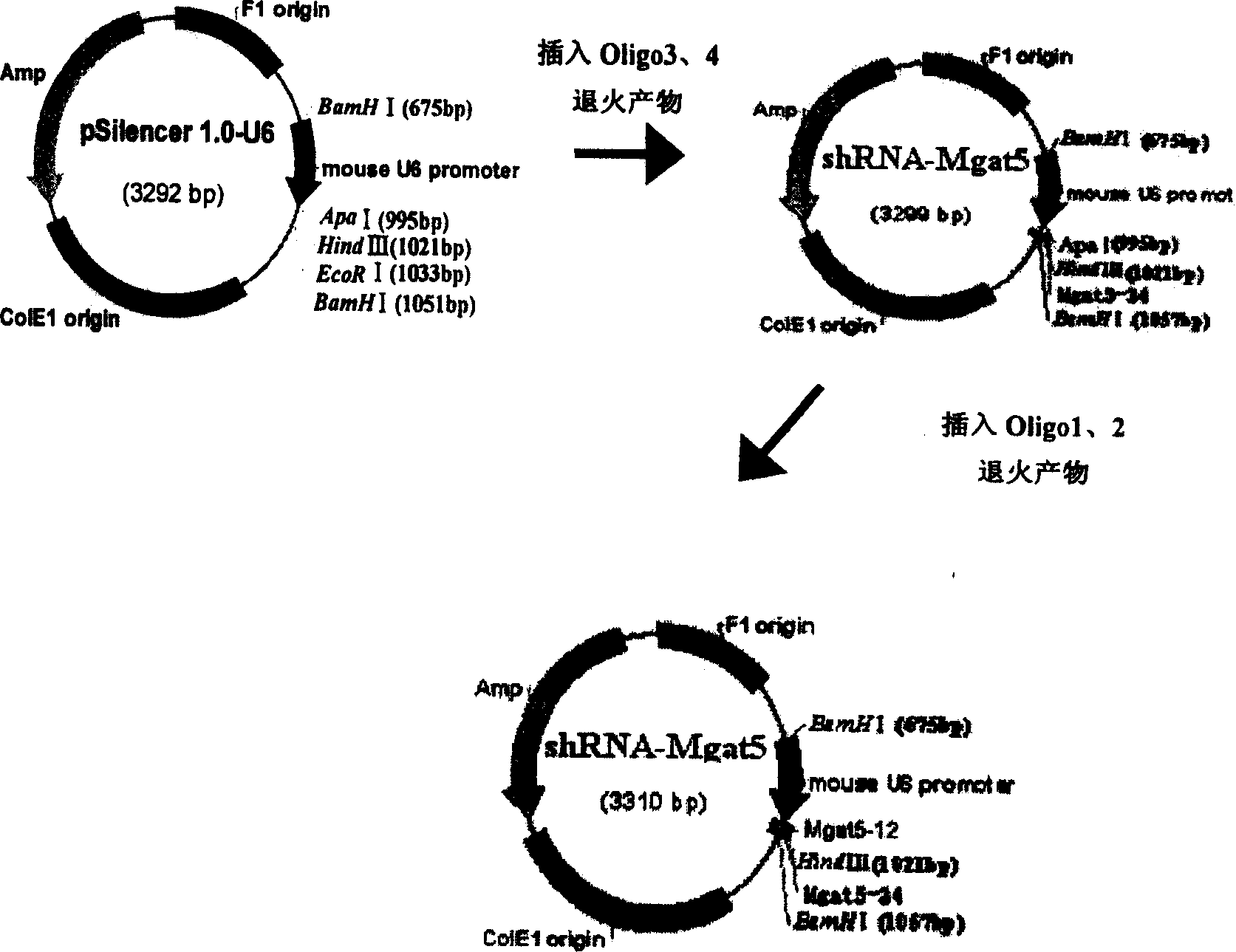 Method for coustructing shRNA expression carrier for inhibiting N-acetylglucosamine transferase V and its use