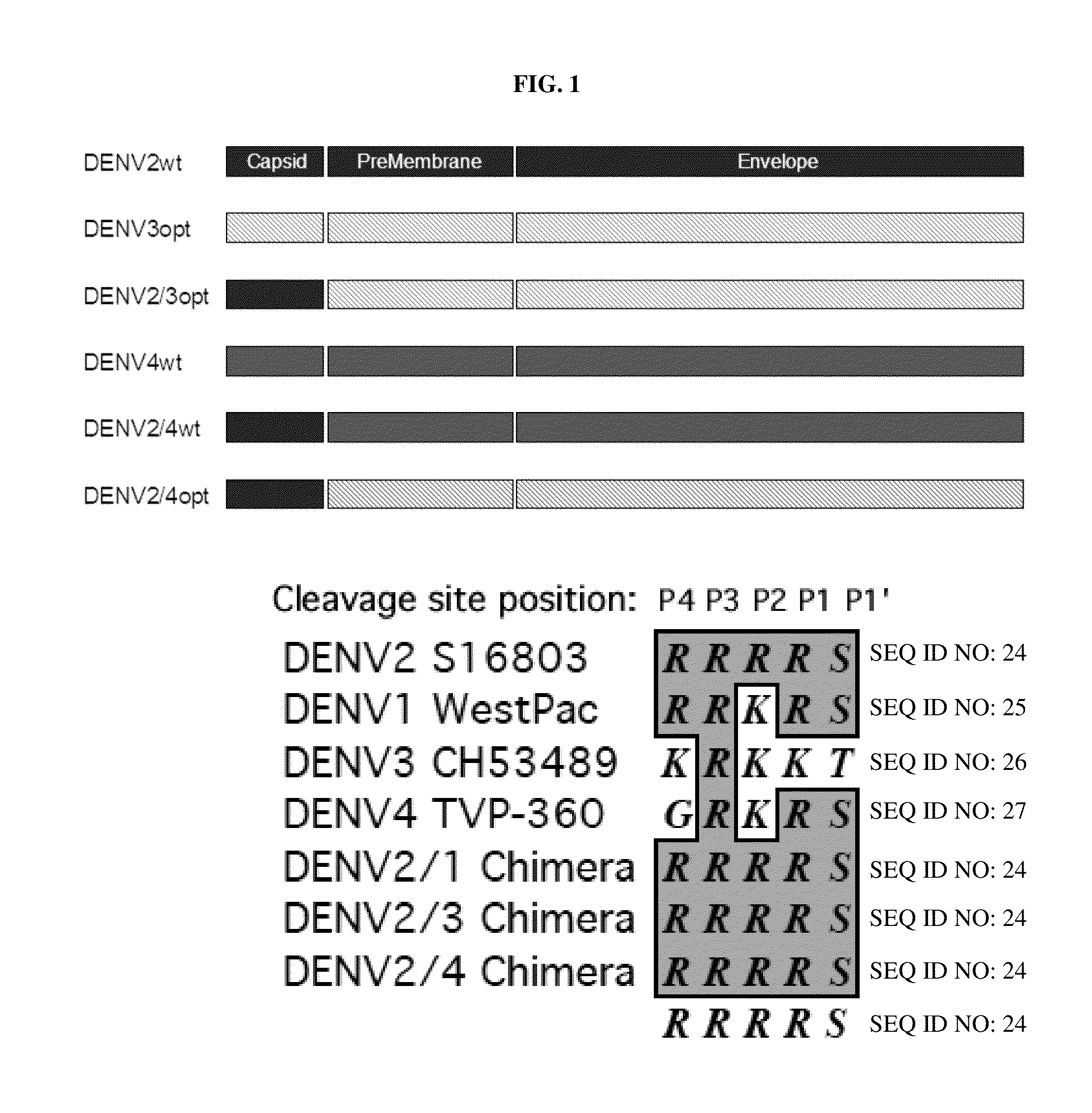 Flavivirus reporter virus and methods of making and using the same