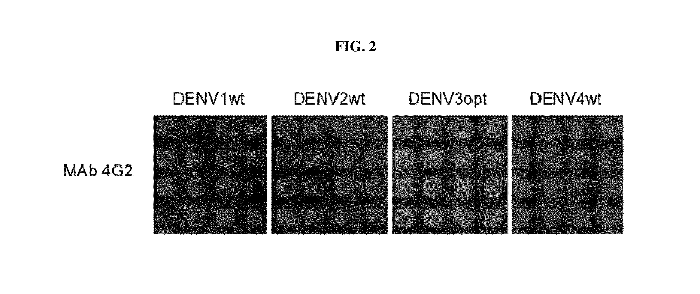 Flavivirus reporter virus and methods of making and using the same