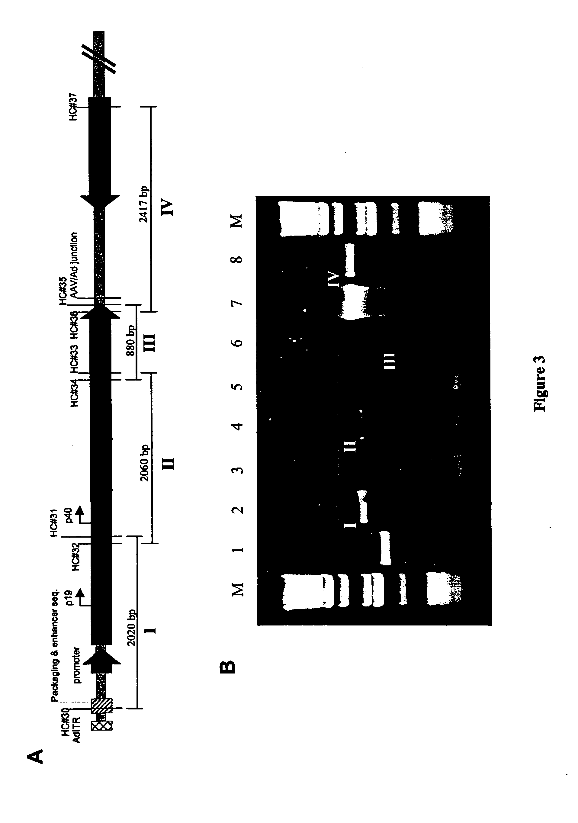 Production of recombinant AAV using adenovirus comprising AAV rep/cap genes