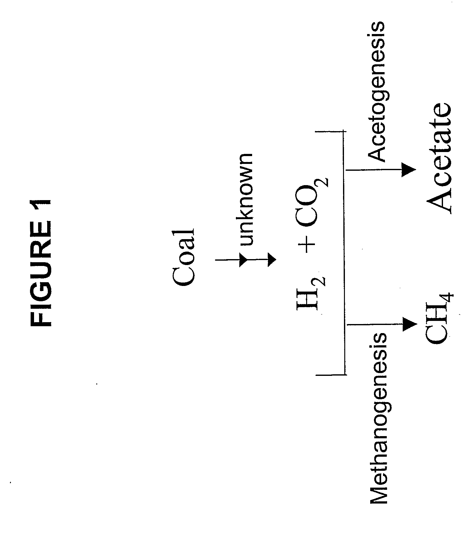 Generation of hydrogen from hydrocarbon bearing materials