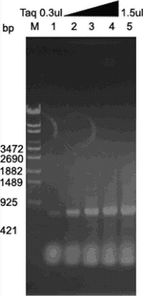 Simple and efficient method for preparing and purifying TaqDNA polymerase