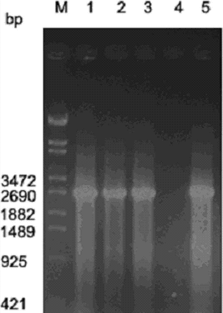 Simple and efficient method for preparing and purifying TaqDNA polymerase