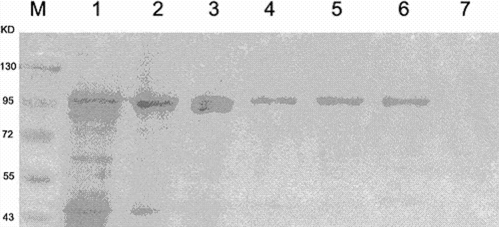 Simple and efficient method for preparing and purifying TaqDNA polymerase