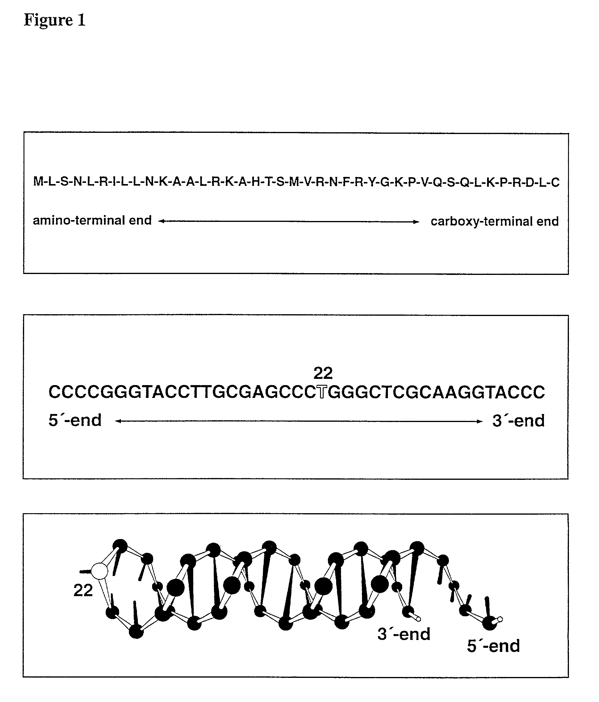 Chimerical peptide-nucleic acid fragment, process for producing the same and its for appropriately introducing nucleic acids into cell organelles and cells