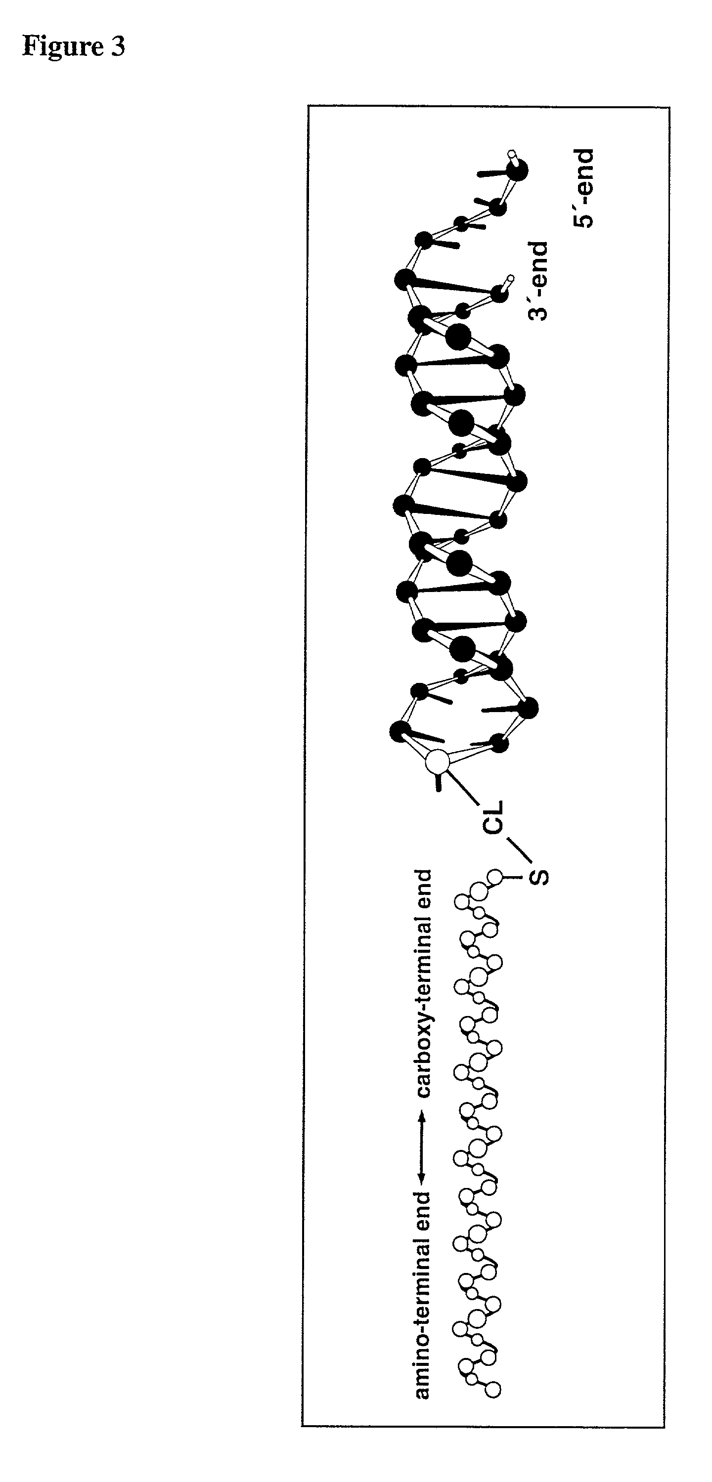 Chimerical peptide-nucleic acid fragment, process for producing the same and its for appropriately introducing nucleic acids into cell organelles and cells