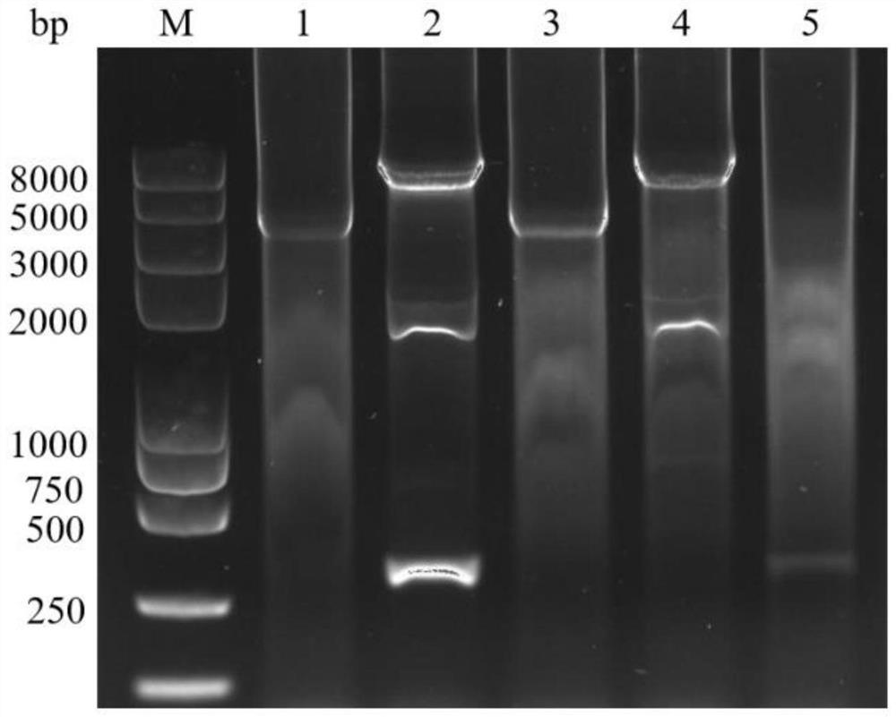 Construction method and application of vector vaccine for resisting infectious spleen and kidney necrosis viruses