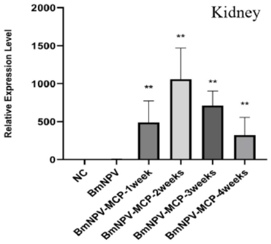 Construction method and application of vector vaccine for resisting infectious spleen and kidney necrosis viruses