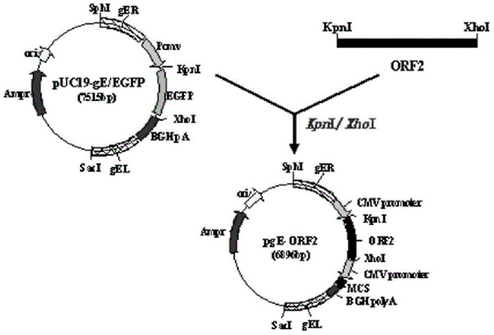 Recombinant pseudorabies virus, construction method and application thereof