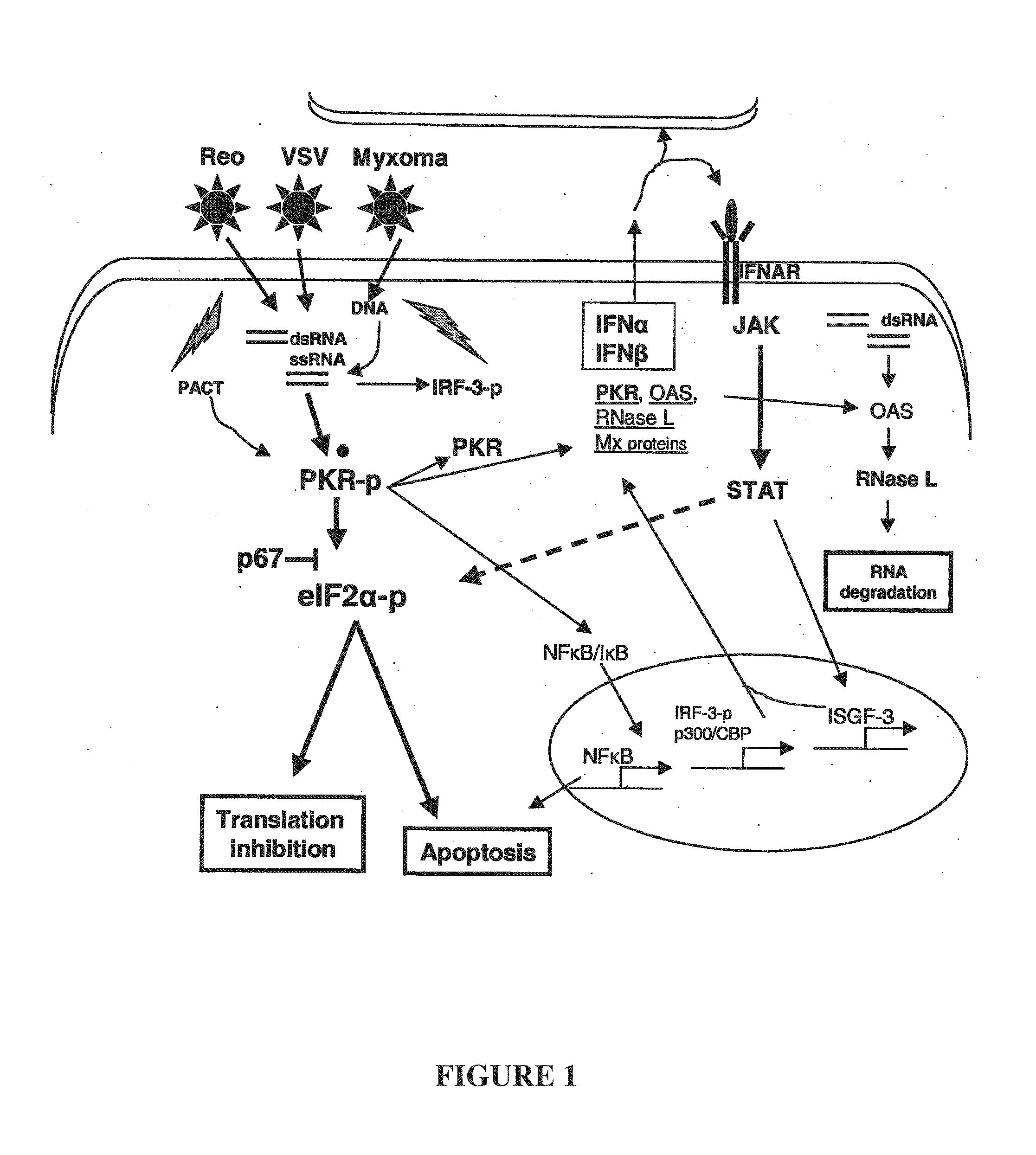 Use of a combination of myxoma virus and rapamycin for therapeutic treatment