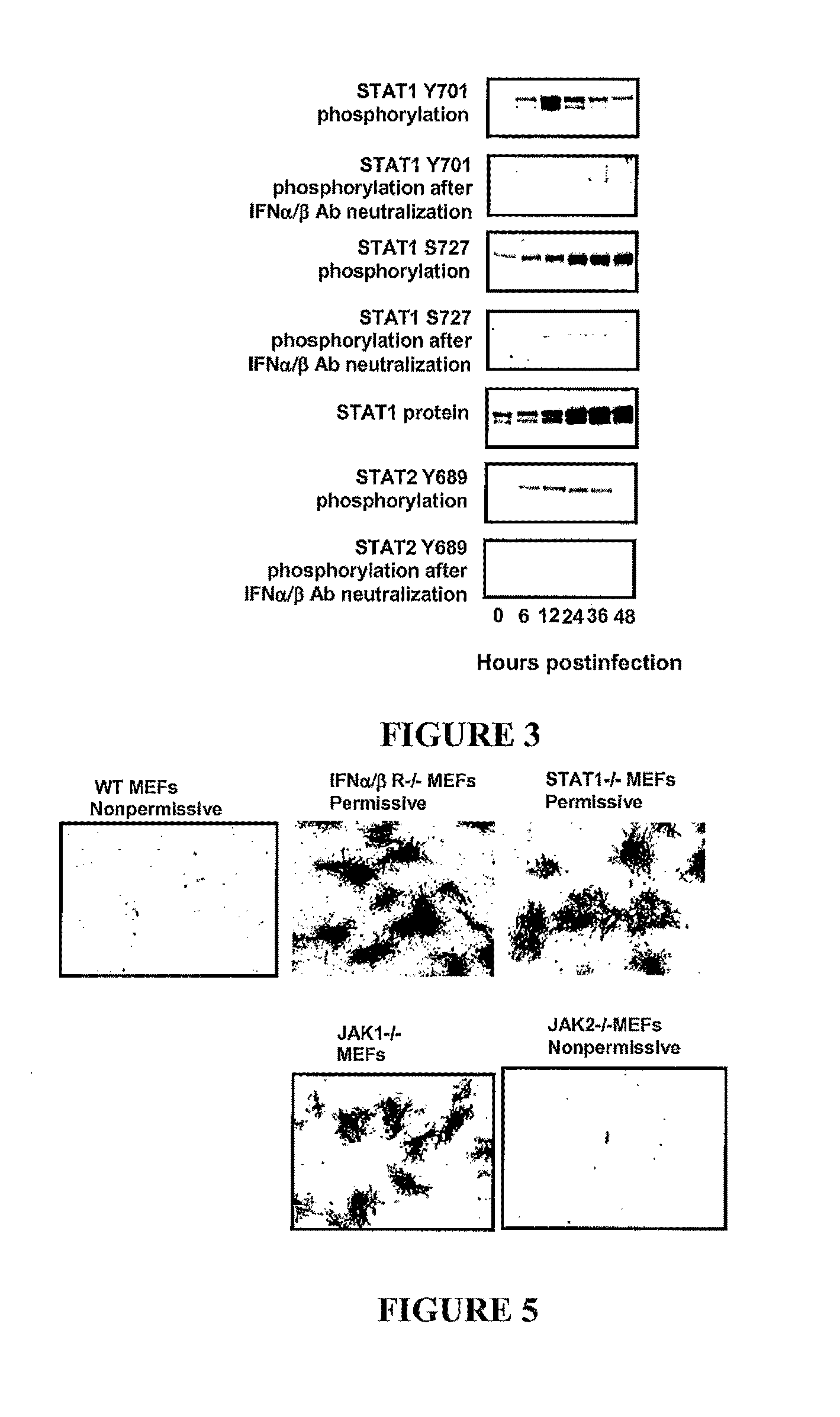 Use of a combination of myxoma virus and rapamycin for therapeutic treatment