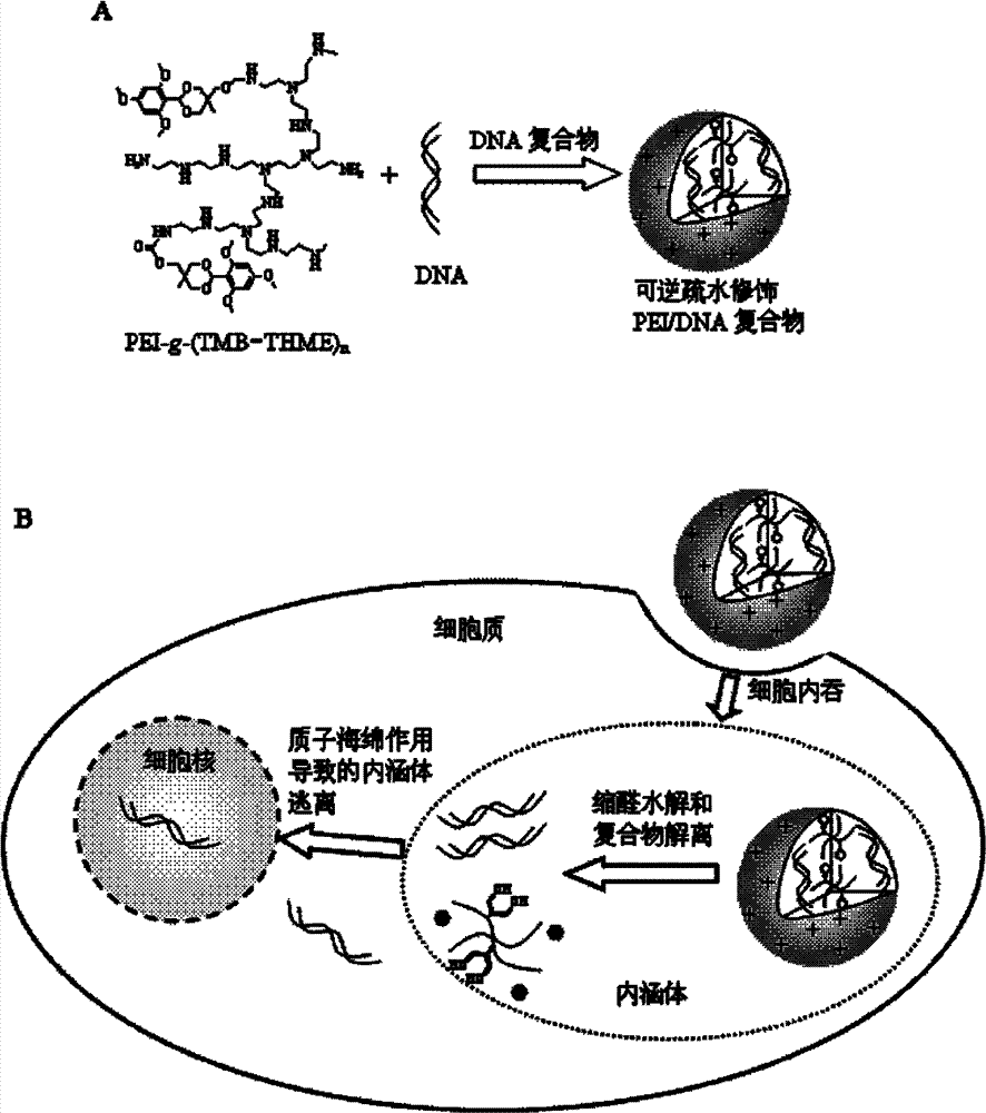 Hydrophobic-group-modified polyethyleneimine derivative and application thereof