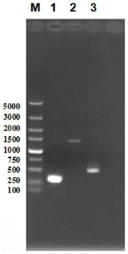 An engineering strain of Bacillus licheniformis capable of high-yielding poly-γ-glutamic acid