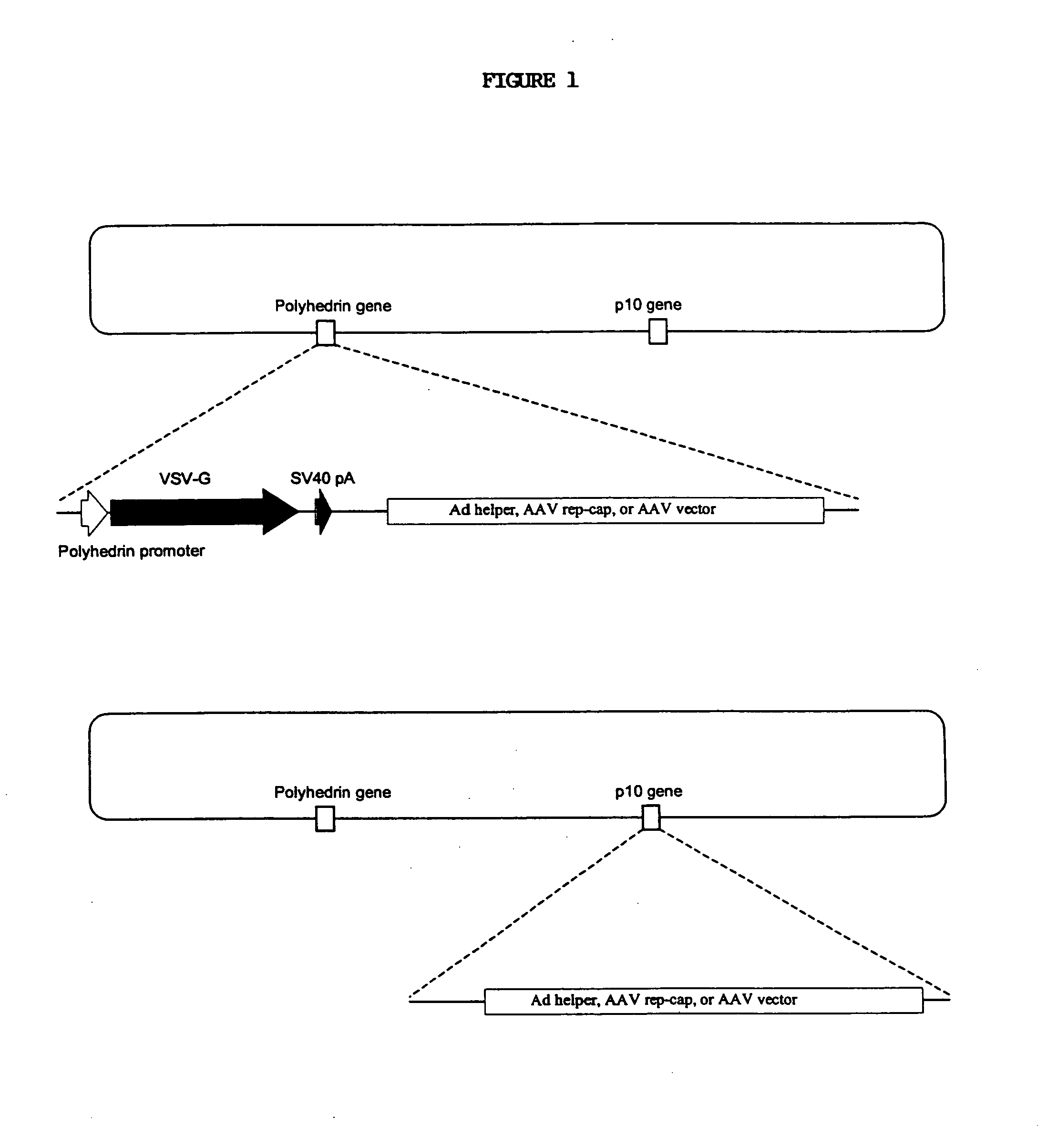 Novel compositions and methods for production of recombinant virus