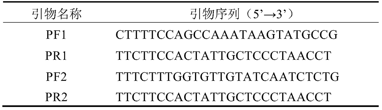 aapdr3 gene promoter and its application