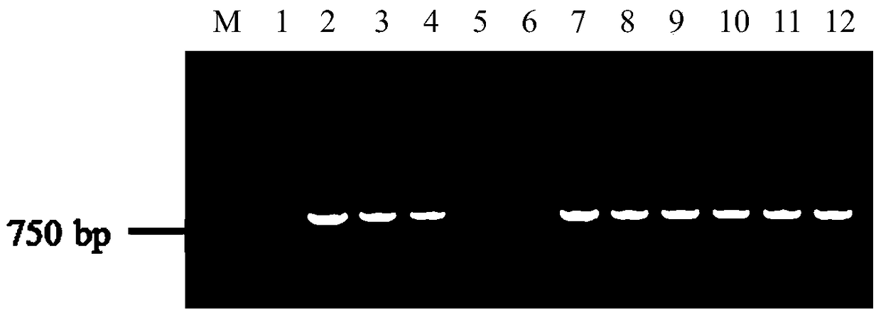 aapdr3 gene promoter and its application