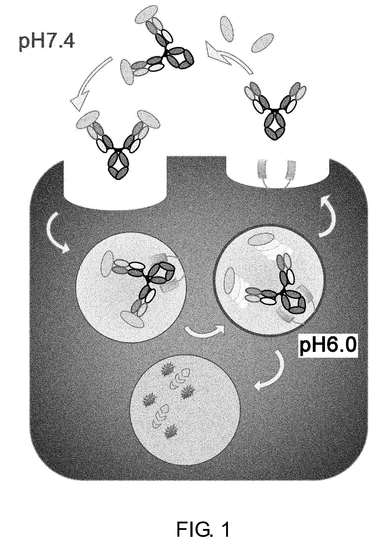 Drug containing carrier into cell for forming immune complex