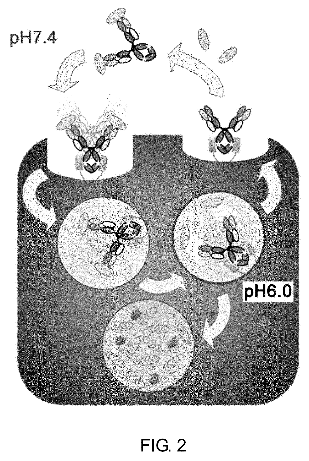 Drug containing carrier into cell for forming immune complex