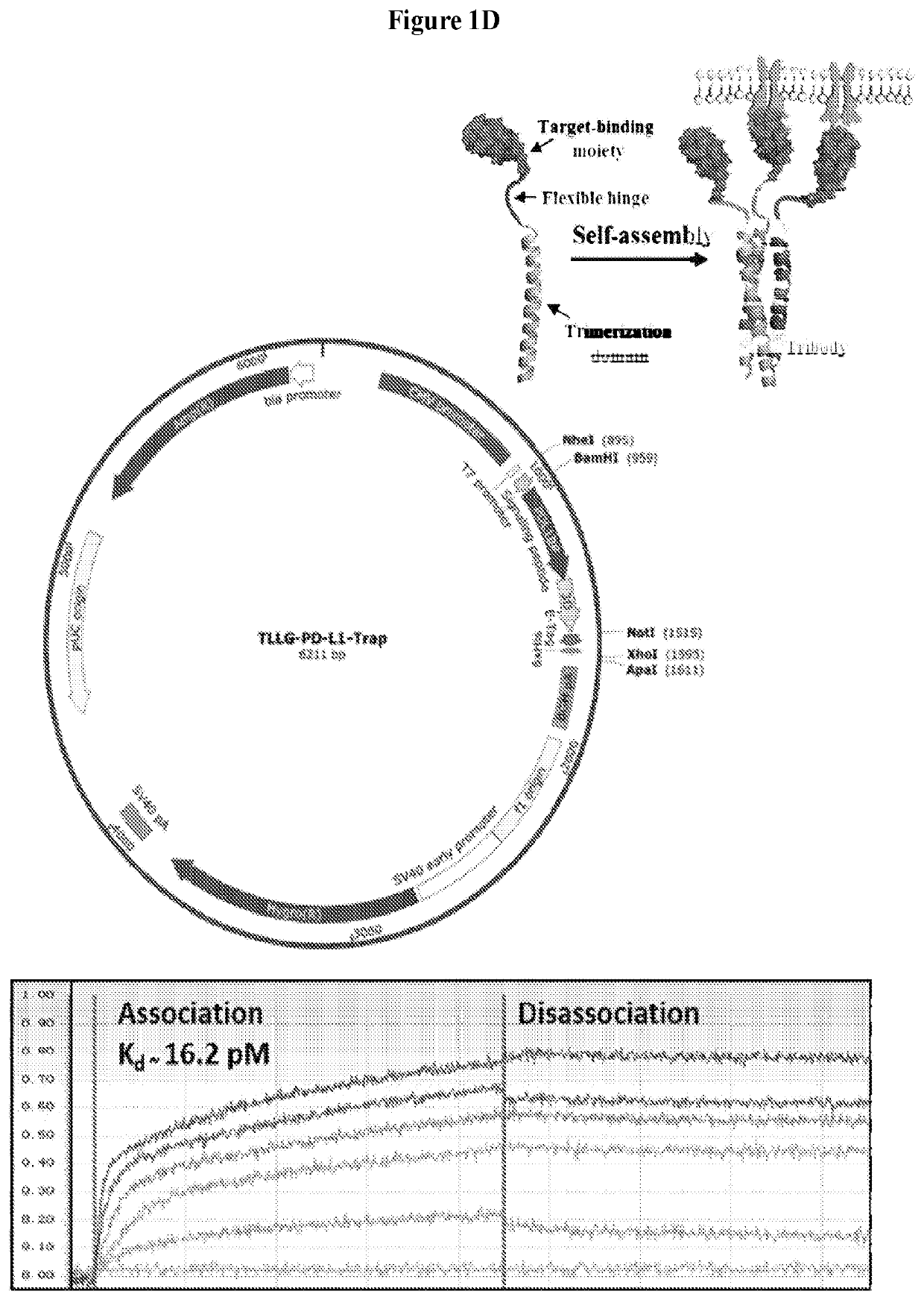 Methods and Compositions for Reducing Metastases