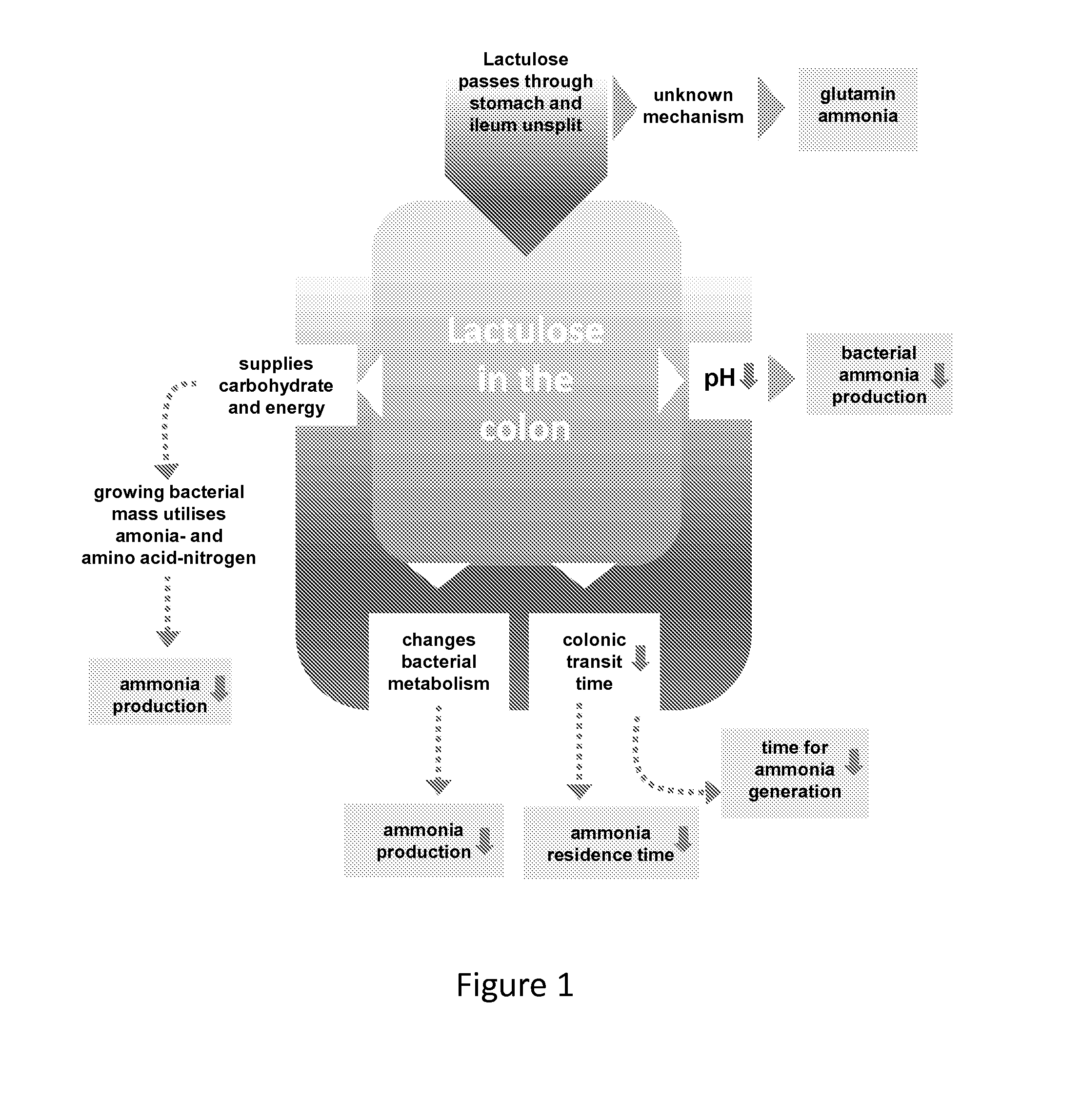 Use of lactulose in the treatment of autism