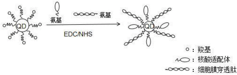 Super-resolution optical imaging probe for living cells and preparation method of super-resolution optical imaging probe