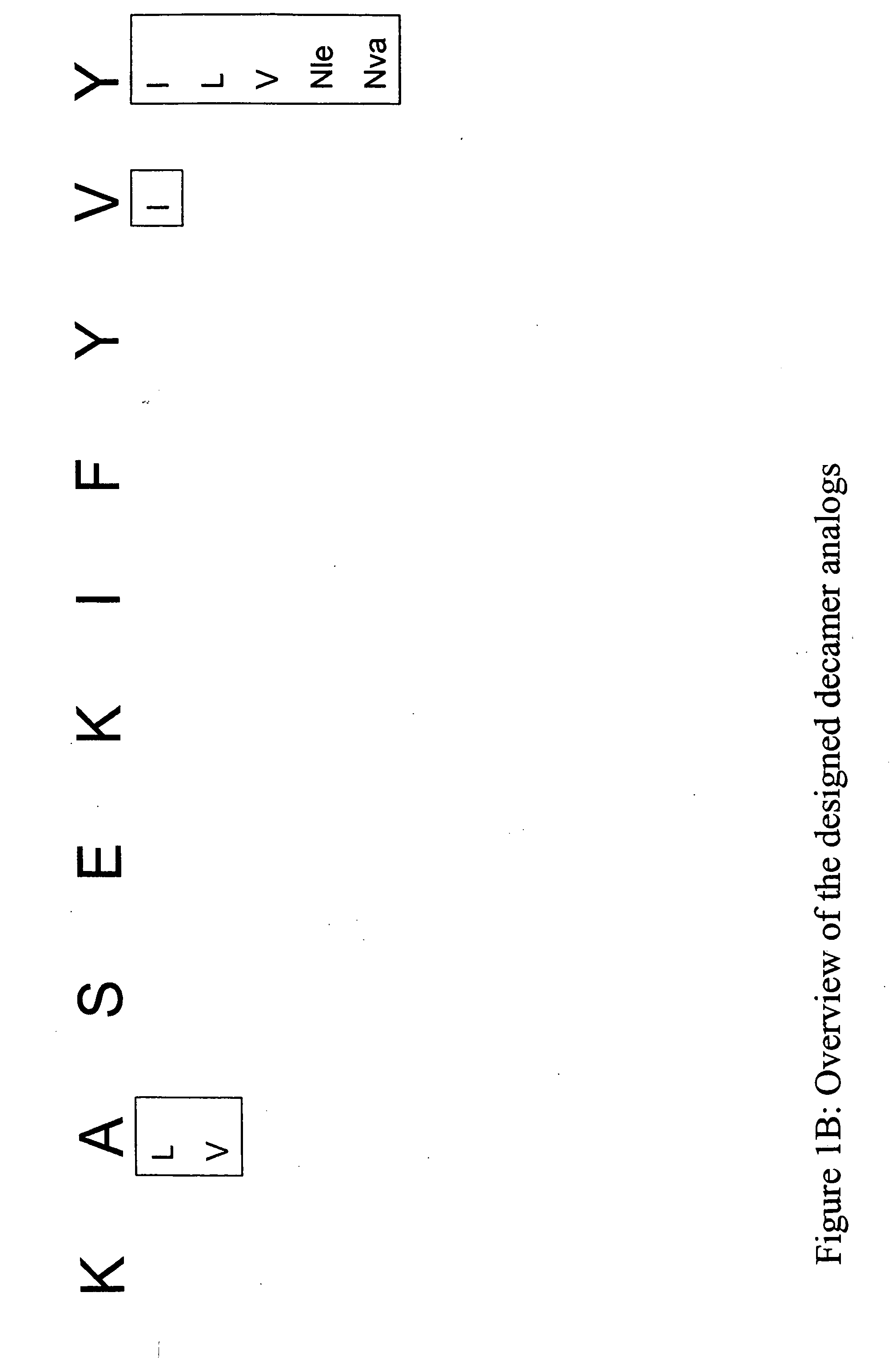 SSX-2 peptide analogs