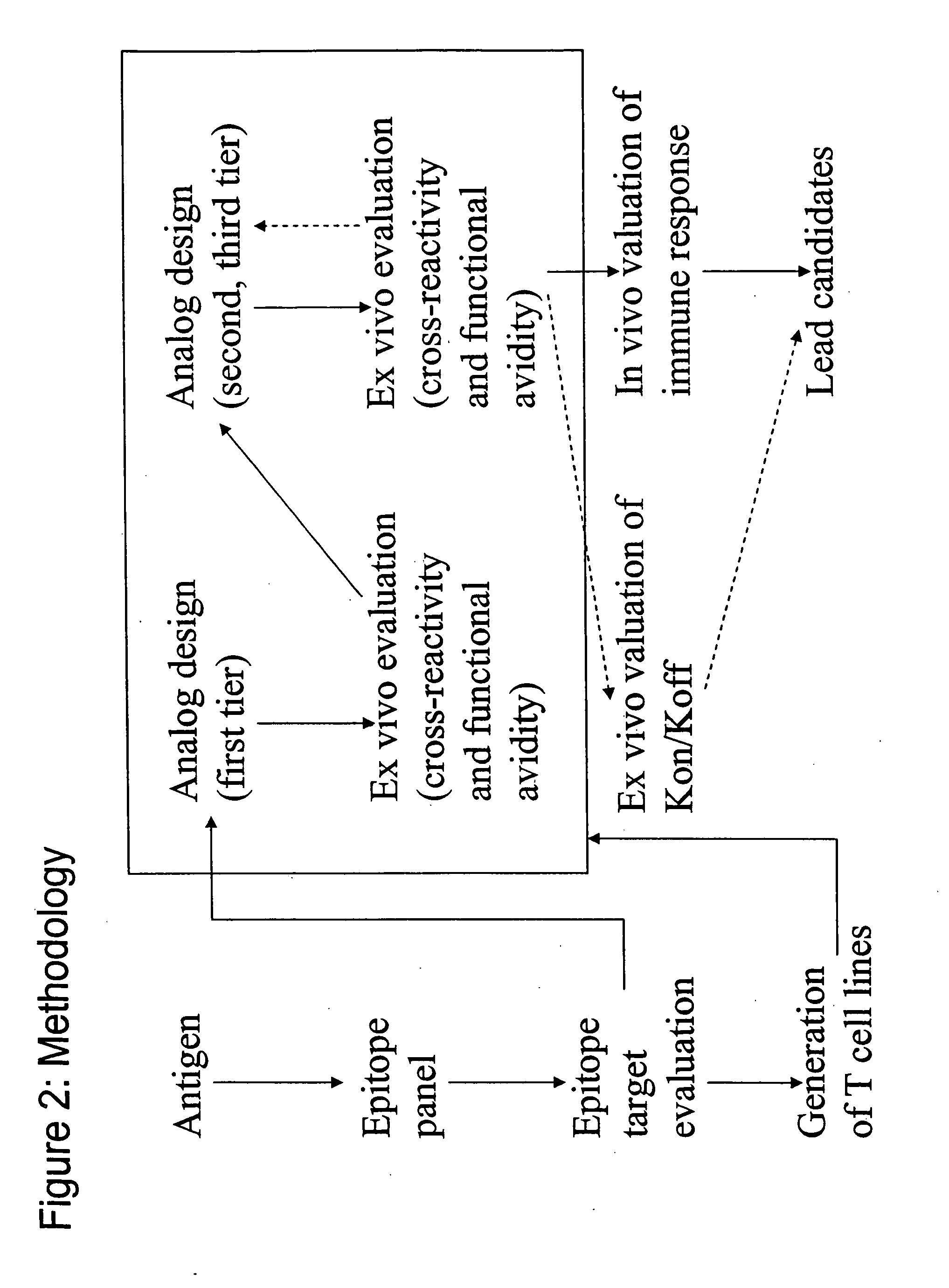 SSX-2 peptide analogs