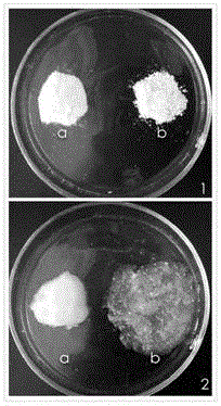 Plant-based semi-interpenetrating network haemostatic dressing and preparation method thereof