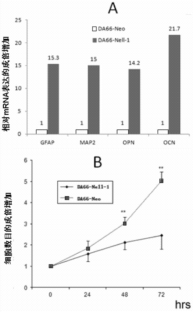 Gene medicine for promoting differentiation of tumor stem cells and applications thereof