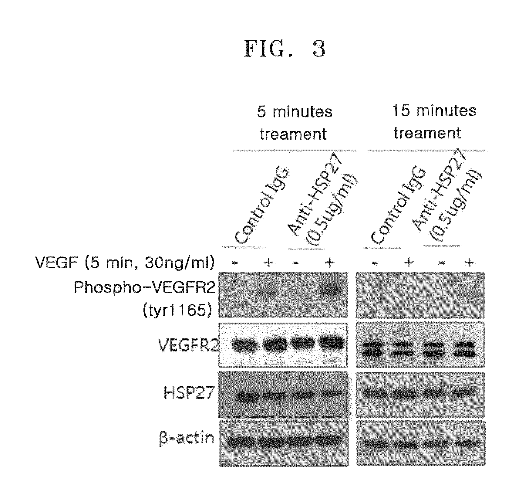 Pharmaceutical composition for promoting angiogenesis, and method for screening for active substances for promoting angiogenesis