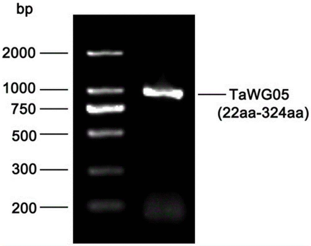 Preparation method of polyclonal antibody of wheat gliadin TaWG05