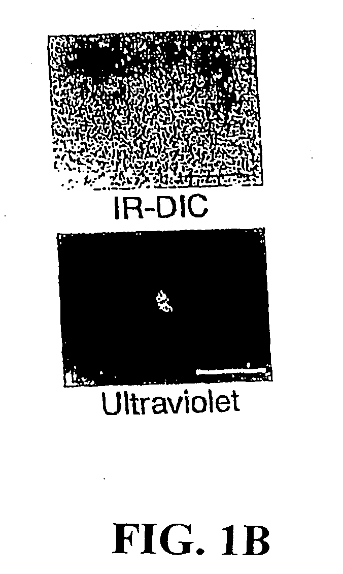 Modification of feeding behavior