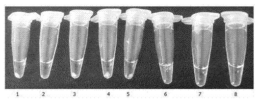 Loop-mediated isothermal amplification (LAMP) kit for rapidly detecting vibrio parahaemolyticus