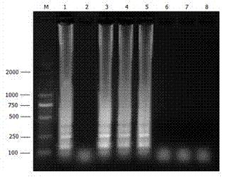 Loop-mediated isothermal amplification (LAMP) kit for rapidly detecting vibrio parahaemolyticus