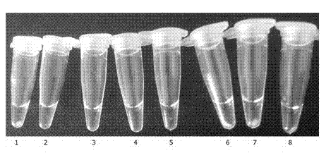 Loop-mediated isothermal amplification (LAMP) kit for rapidly detecting vibrio parahaemolyticus