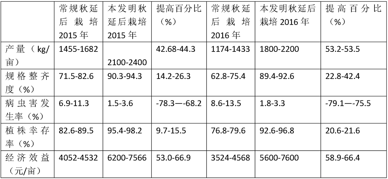 High-efficiency chili cultivation method after autumn