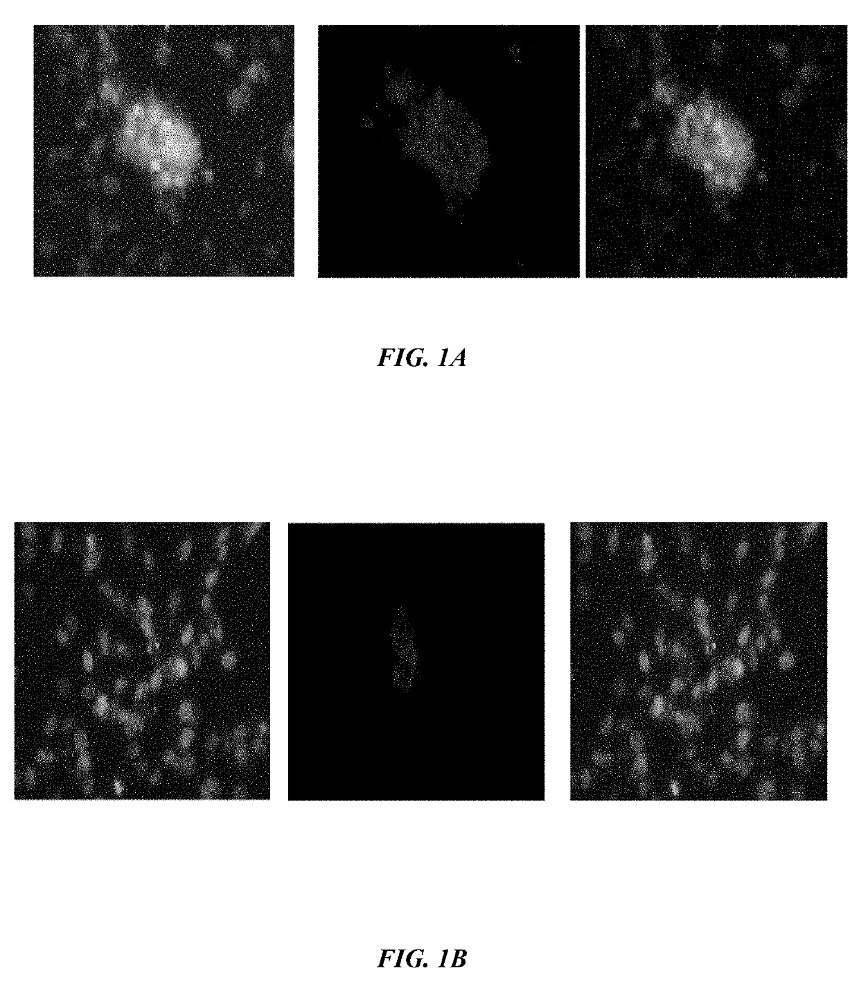 Method of synthesizing antagonist peptides for cell growth