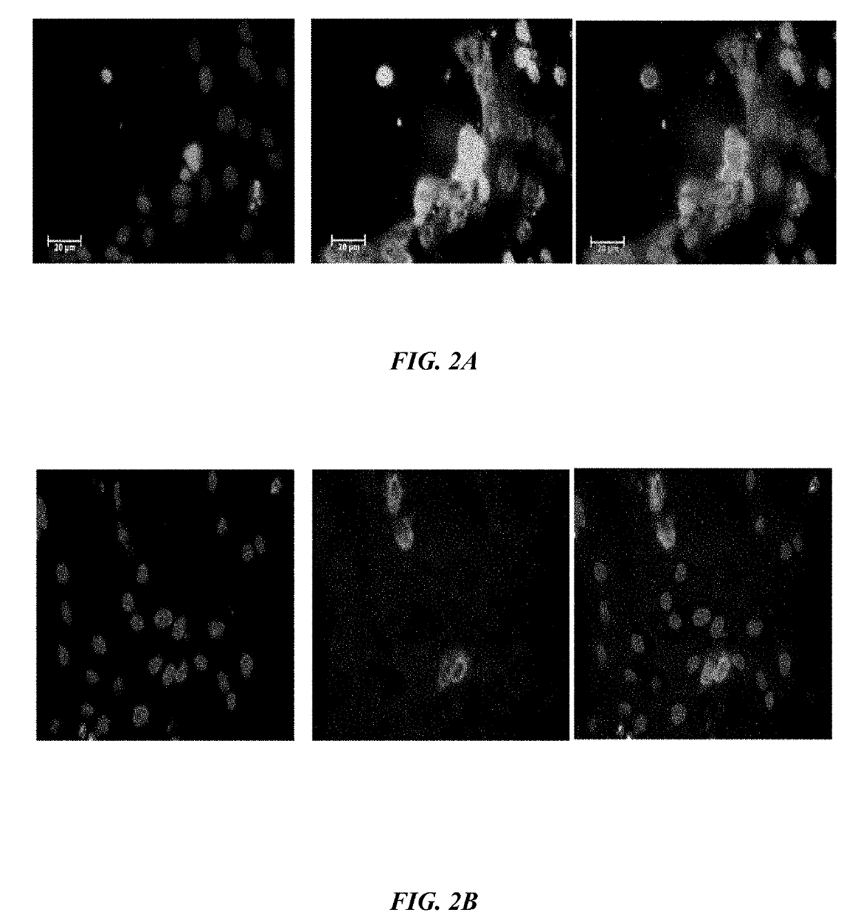 Method of synthesizing antagonist peptides for cell growth