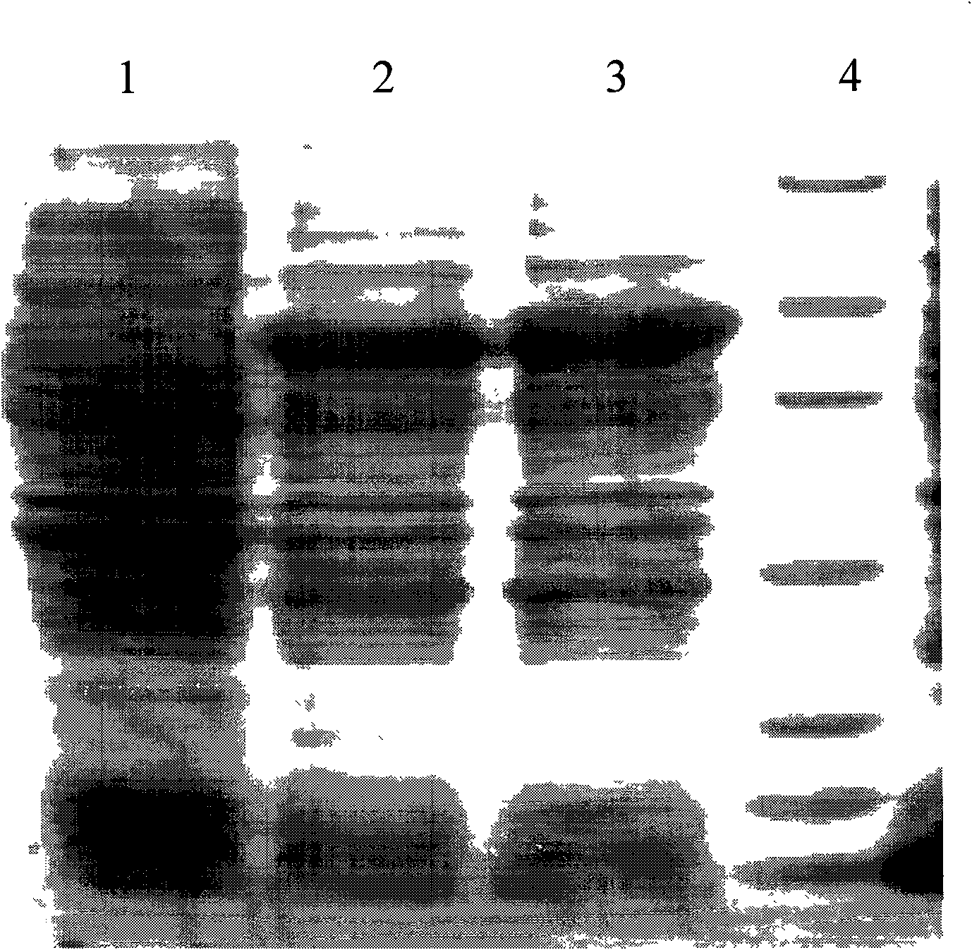 ELISA detection kit based on molecular chaperone adding technology and method thereof