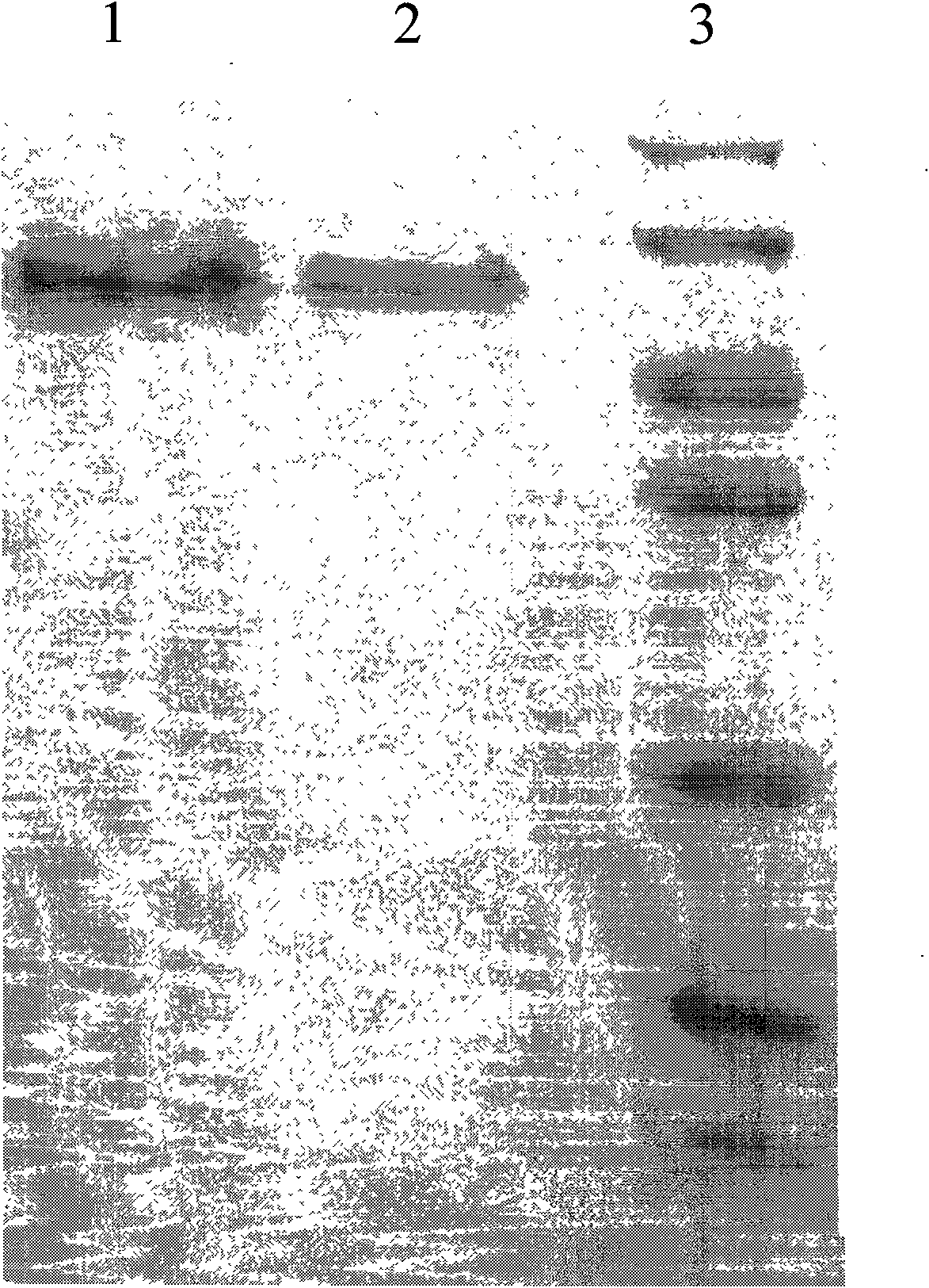 ELISA detection kit based on molecular chaperone adding technology and method thereof