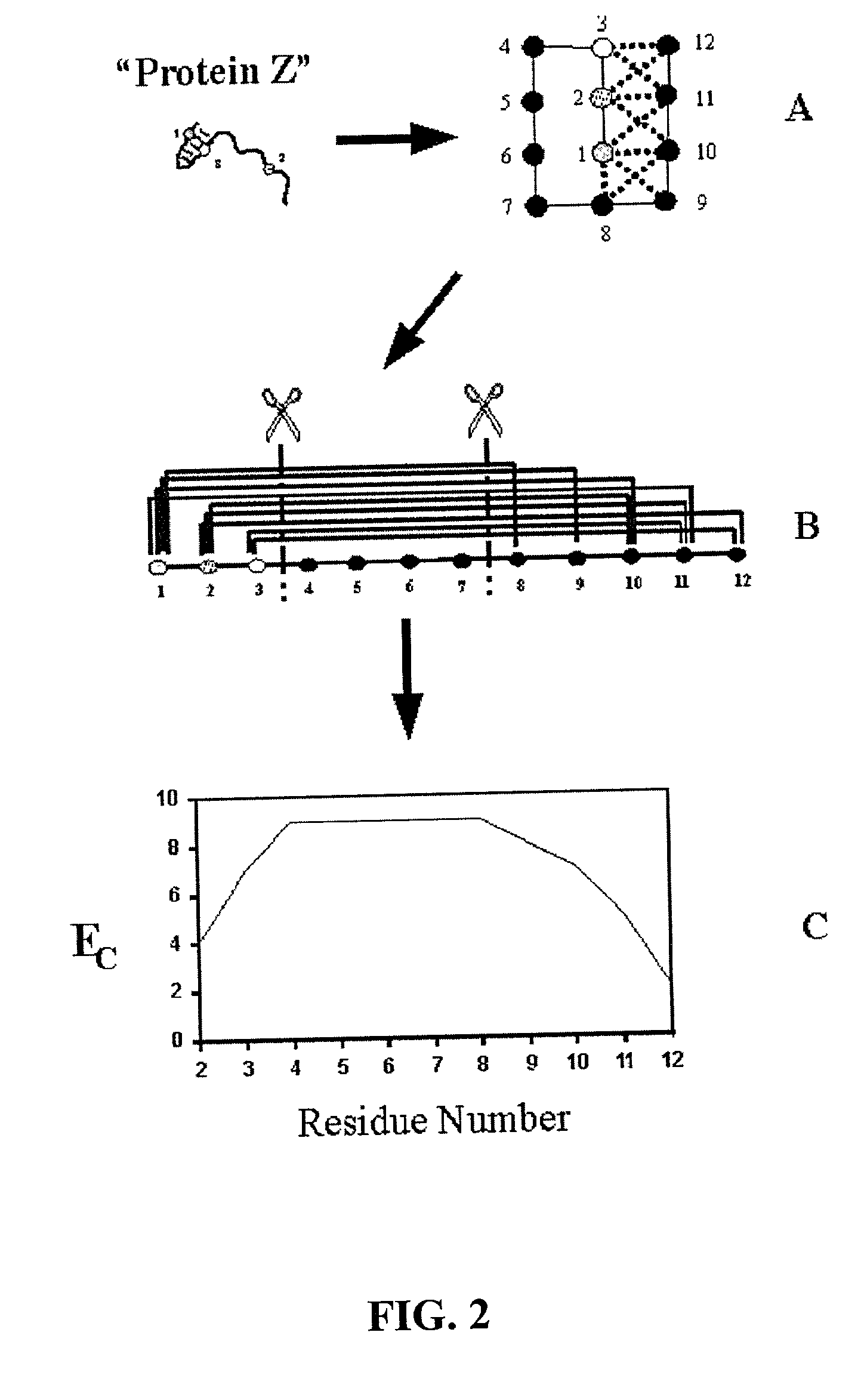 Gene recombination and hybrid protein development