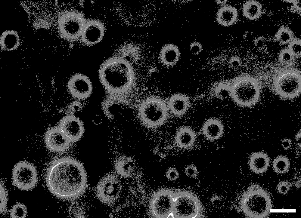 Preparation method of a novel pesticide bovine serum albumin-thiacloprid nanoparticle