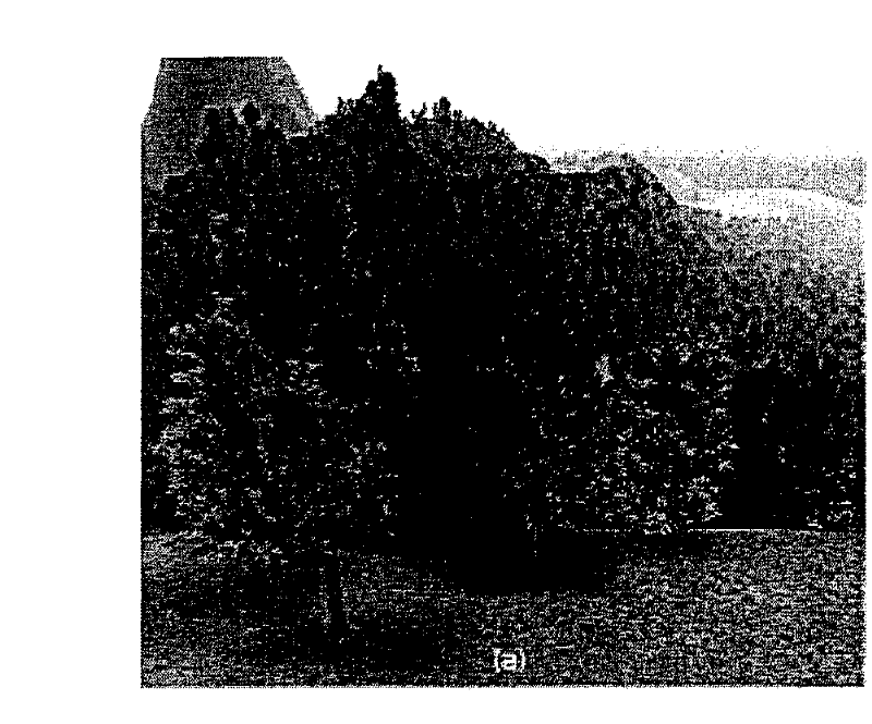 Method for rapidly simplifying and drawing complex leaf