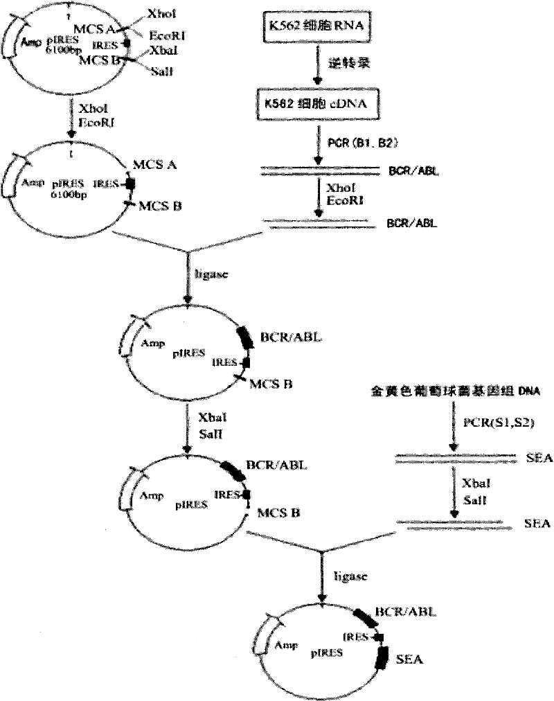 Chronic myeloid leukemia DNA vaccine BCR/ABL-pIRES-SEA and preparation method and application thereof