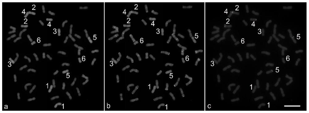 Development and application of decaploid agropyron elongatum molecular marker and tandem repeat probe thereof