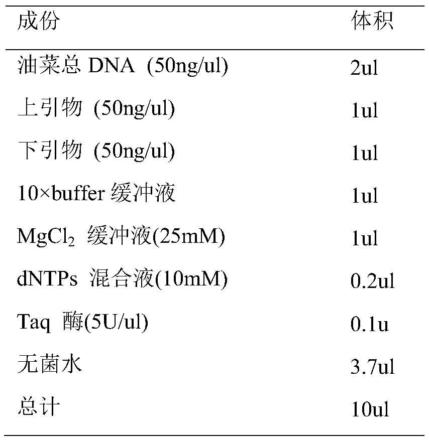 Molecular marker primer of major gene locus of rape grain weight character and application of molecular marker primer