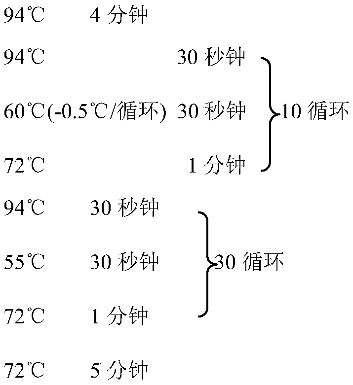 Molecular marker primer of major gene locus of rape grain weight character and application of molecular marker primer