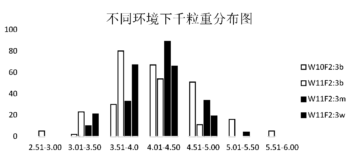 Molecular marker primer of major gene locus of rape grain weight character and application of molecular marker primer